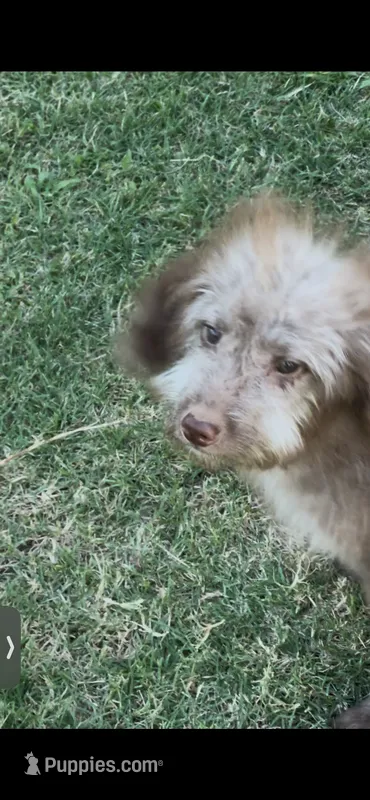 Kissy – Labradoodle puppy for sale in Kingston, OK