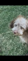 Kissy, a female Labradoodle for sale in Kingston, OK – 1 of 2