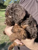 MudBone, a male Labradoodle for sale in Kingston, OK – 3 of 3