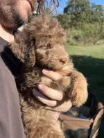 Big Rot, a male Labradoodle for sale in Kingston, OK – 3 of 5