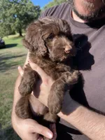 Lola, a female Labradoodle for sale in Kingston, OK – 3 of 4