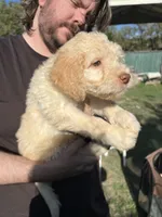 Gus , a male Labradoodle for sale in Kingston, OK – 2 of 5