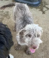 Kissy, a female Labradoodle for sale in Kingston, OK – 1 of 3
