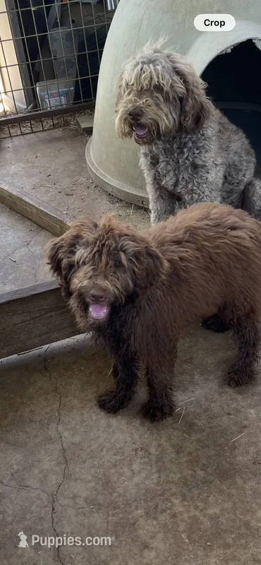 Little Bear – Labradoodle puppy for sale in Kingston, OK