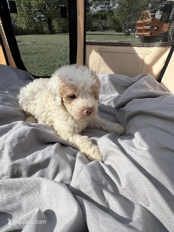 Kobe – Labradoodle puppy for sale in Kingston, OK