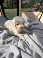 Kobe, a male Labradoodle for sale in Kingston, OK – 2 of 4