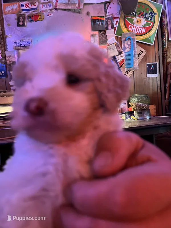 Kobe, a male Labradoodle for sale in Kingston, OK – Photo 1 of 3