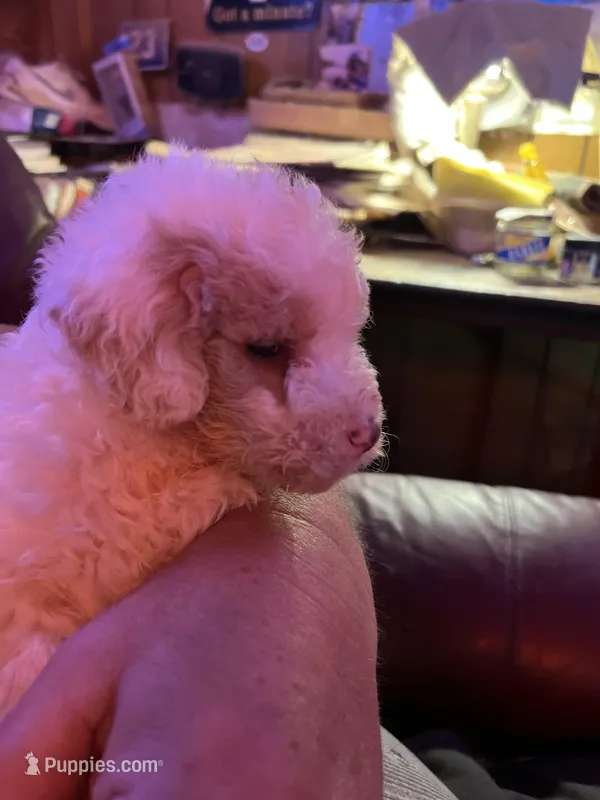 Kobe – Labradoodle puppy for sale in Kingston, OK