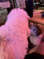 Kobe, a male Labradoodle for sale in Kingston, OK – Photo 2 of 3