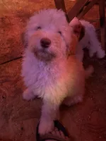 Daisy, a female Labradoodle for sale in Kingston, OK – Photo 6 of 6