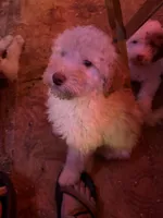 Daisy, a female Labradoodle for sale in Kingston, OK – Photo 5 of 6