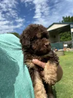 Lava, a female Labradoodle for sale in Kingston, OK – Photo 2 of 4