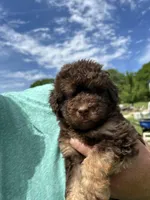 Lava, a female Labradoodle for sale in Kingston, OK – Photo 1 of 4