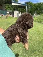 Lava, a female Labradoodle for sale in Kingston, OK – Photo 3 of 4