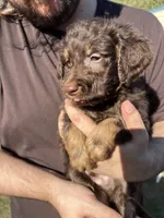 Lil Rot , a male Labradoodle for sale in Kingston, OK – 4 of 4