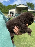 Lil Bits, a female Labradoodle for sale in Kingston, OK – Photo 4 of 4
