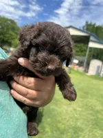 Lil Bits, a female Labradoodle for sale in Kingston, OK – Photo 2 of 4