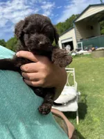 Lil Bits, a female Labradoodle for sale in Kingston, OK – Photo 3 of 4