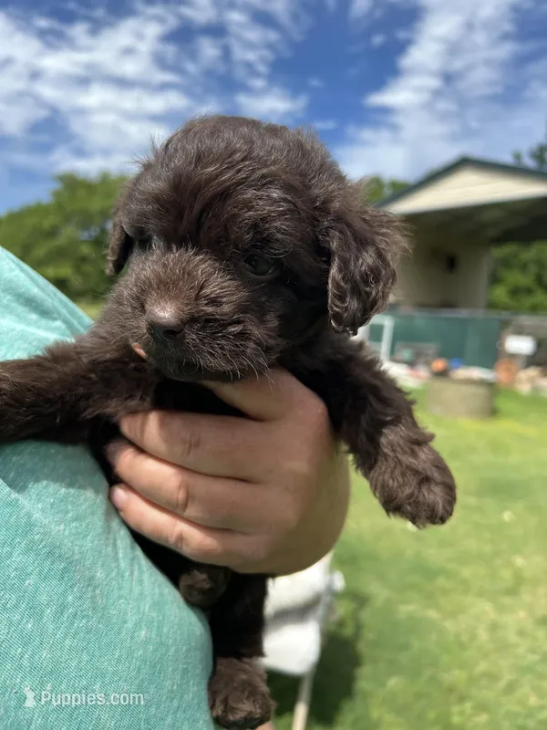 Lil Bits – Labradoodle puppy for sale in Kingston, OK