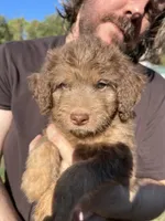 Daniel, a male Labradoodle for sale in Kingston, OK – 3 of 4