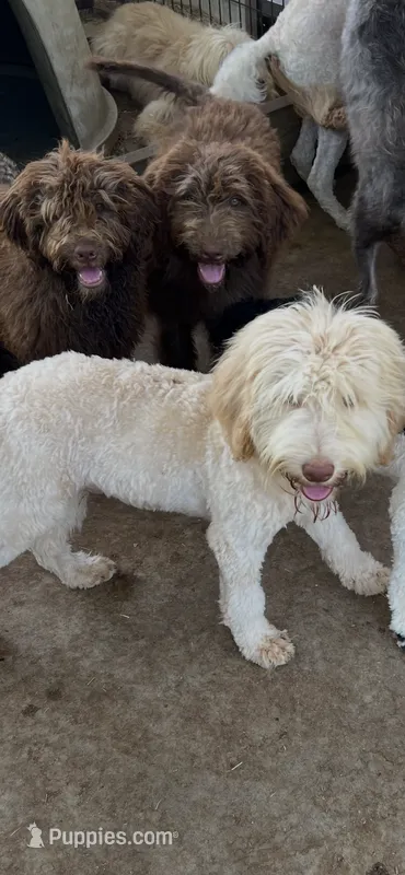 Nicholas – Labradoodle puppy for sale in Kingston, OK