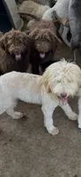 Nicholas, a male Labradoodle for sale in Kingston, OK – 1 of 5
