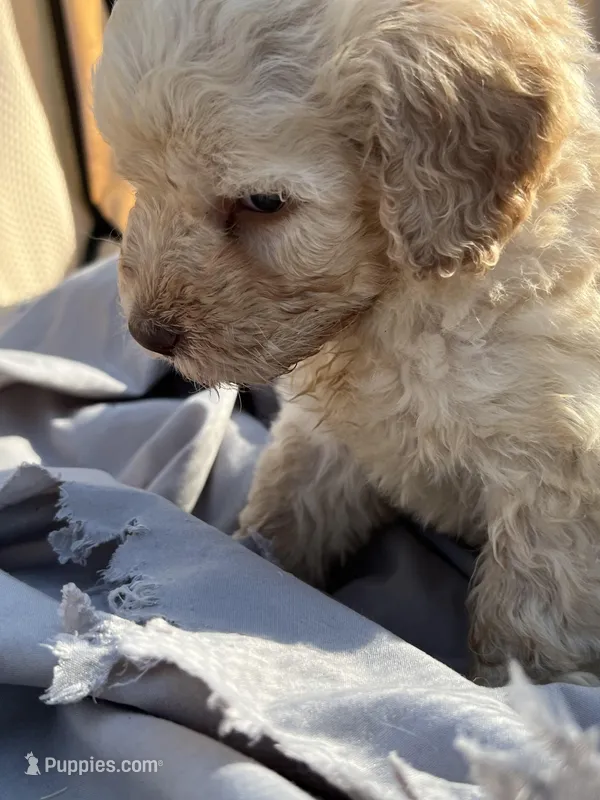 Yeller – Labradoodle puppy for sale in Kingston, OK