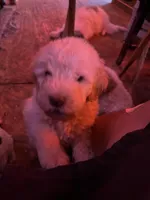 Yeller, a male Labradoodle for sale in Kingston, OK – 3 of 5