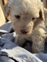 Yeller, a male Labradoodle for sale in Kingston, OK – Photo 5 of 7