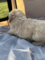 Yeller, a male Labradoodle for sale in Kingston, OK – Photo 3 of 7