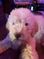 Yeller, a male Labradoodle for sale in Kingston, OK – 4 of 5