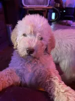 Yeller, a male Labradoodle for sale in Kingston, OK – 1 of 5
