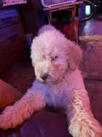 Yeller, a male Labradoodle for sale in Kingston, OK – 5 of 5