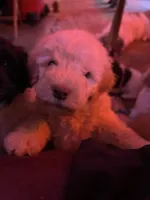 Yeller, a male Labradoodle for sale in Kingston, OK – 2 of 5