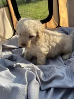 Yeller, a male Labradoodle for sale in Kingston, OK – Photo 6 of 7