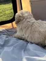 Yeller, a male Labradoodle for sale in Kingston, OK – Photo 7 of 7