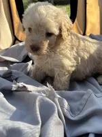 Yeller, a male Labradoodle for sale in Kingston, OK – Photo 4 of 7