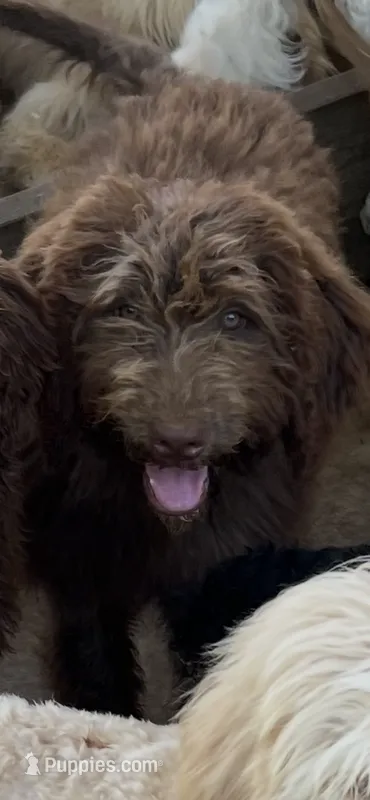 Big Bear – Labradoodle puppy for sale in Kingston, OK