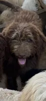 Big Bear, a male Labradoodle for sale in Kingston, OK – 1 of 5