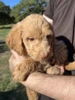 Goldy, a male Labradoodle for sale in Kingston, OK – 4 of 6
