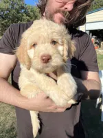 Gus , a male Labradoodle for sale in Kingston, OK – 4 of 5