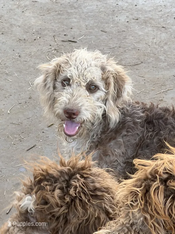 Kissy – Labradoodle puppy for sale in Kingston, OK