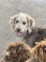 Kissy, a female Labradoodle for sale in Kingston, OK – 1 of 4
