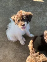Jeff, a male Labradoodle for sale in Kingston, OK – 5 of 7