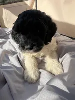 Madge, a female Labradoodle for sale in Kingston, OK – Photo 6 of 6