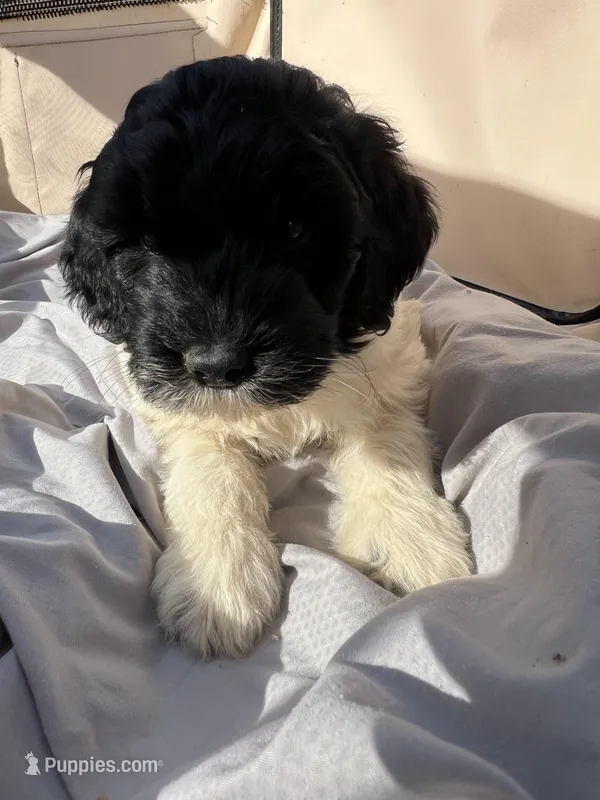 Madge – Labradoodle puppy for sale in Kingston, OK
