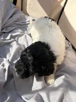 Madge, a female Labradoodle for sale in Kingston, OK – Photo 5 of 6