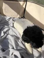 Madge, a female Labradoodle for sale in Kingston, OK – Photo 3 of 6