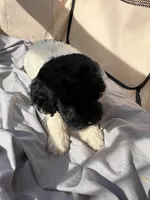 Madge, a female Labradoodle for sale in Kingston, OK – Photo 2 of 6