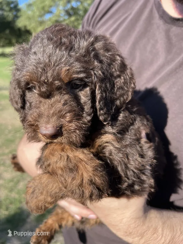 MudBone – Labradoodle puppy for sale in Kingston, OK